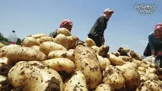 Pakistan to address the Potato Industry Challenges: A Focus on Quality Seed Varieties