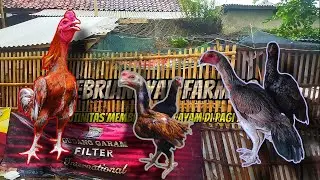 PETERNAKAN AYAM BANGKOK RUMAHAN || Vlog Febriansyah Farm 18