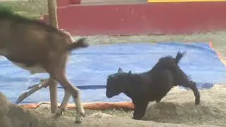 ছাগলের লড়াই দেখুন #video 