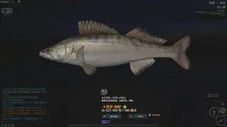 Fisher Online - 26 : Finland - 梭鱸Zander