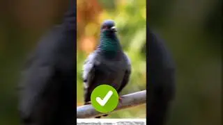 harm VS halal meat #islam #subscribe #support #riligious_videos