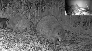 Racoon Family Visits on Nightcam