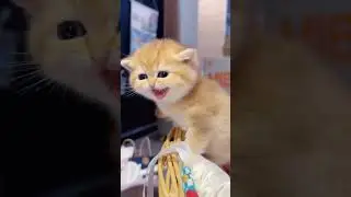 Heart Meowing #shorts #foryou #catlover #relaxingmusic #musicforcat