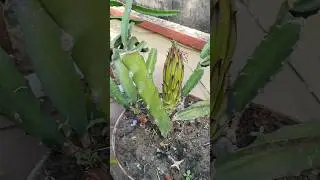 এই ছোট্ট ড্রাগন গাছে একটি ড্রাগন ফুল এসেছে আলহামদুলিল্লাহ | ড্রাগন ফুল | Dragon Fruit Flower |#short
