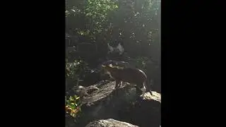 Our Jetty Cats, Paseo El Morro ,Old San Juan,Puerto Rico Save A Gato