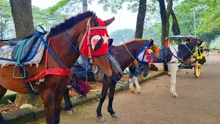 NAIK KUDA DELMAN - ONDEL ONDEL - BADUT JOGET - NAIK DELMAN ISTIMEWA - POK AME AME BELALANG KUPU KUPU