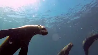 Australian Fur Seals