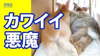 【子うさぎ編①】カワイイ悪魔