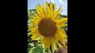Healing Buddha Music Relaxing video Stress Release Music | Thenkasi Sunflower field Sunflower photos