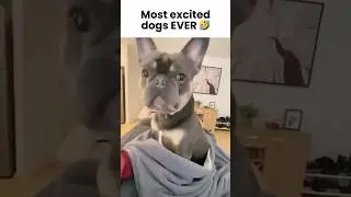 Ежедневная доза чрезмерно возбужденных собак 🤣