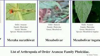 List of Arthropoda of Order Araneae Family Pholcidae. pholcus spider bifida simoni narathiwat