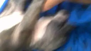 my blue american pitbull puppy playing around