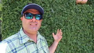 How to Maintain Fig Ivy