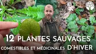 12 plantes sauvages comestibles et médicinales d'hiver