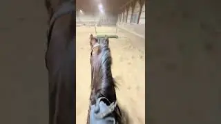 my pov of a small jump course from 12/28/25 #pony #horseriding #horse #eq