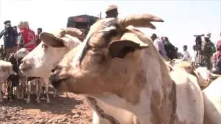 Kenya Red Cross - Marsabit Livestock Destocking Beneficiary