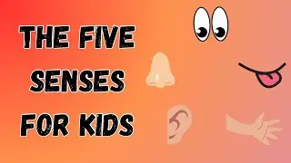 All about the Five Senses | Fun Facts for Kids