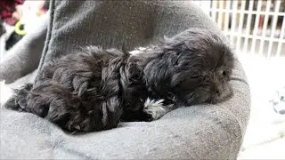 Growing up Mi-Ki Pt. 5: Following the Life of Cute Puppies & Dogs