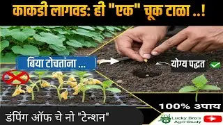 काकडी लागवड: बिया टोचताना ही 'एक' चूक टाळा! | डंपिंग ऑफ (Damping off) चे १००% उपाय आणि खत व्यवस्थापन