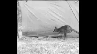 Tammar wallaby movie