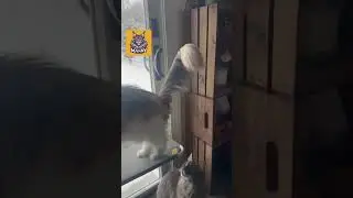 Cats' First Snow Day Adventure!
