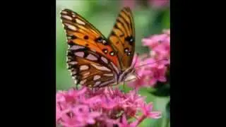 Natural Burial|Green Funeral|Woodland Burial|Natural Funeral Cost|Green Burial|Natural Burial Ground