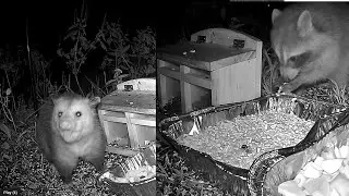 Raccoons & opossums love eating at the backyard buffet. Raccoon eats with his paws!