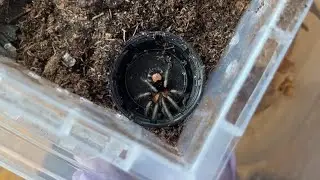 Dwarf tarantula rehouse x2, sorry it got cut off at the end!