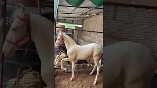 नुकरा Colt For Sale 🥳🐴💪#horse #shortvideo #shortsfeed #shorts