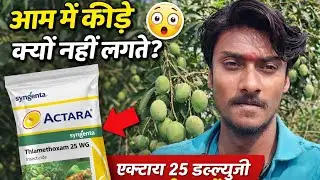 Aam Mein Keeron Ka Pura Ilaj | Actara Thiamethoxam 25 WG Full Guide