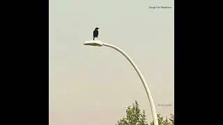 Midnight Council Blues