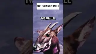 The Enigmatic Saola #thailand #saola #vietnam #rareanimals #wildlife