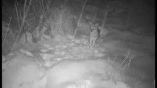 Coyote - Marsh Behind House - 12/07/2025 - 12:31am