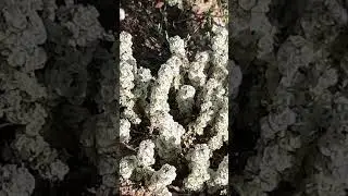 Алиссум белый цветет / Alyssum white blooms