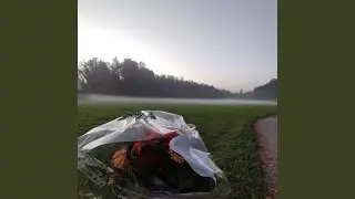 Sch&ouml;n