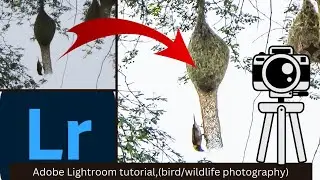 Lightroom tutorial | Changing the image | making clear | Baya bird | Wildlife photography bird photo