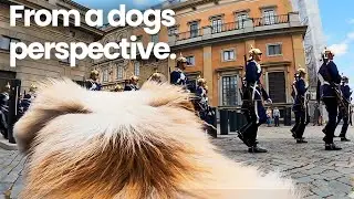 Dog POV: Walking Through Stockholm&rsquo;s Old Town