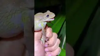 Why the Screaming Frog Is So Different 😱🐸 #shorts #frog
