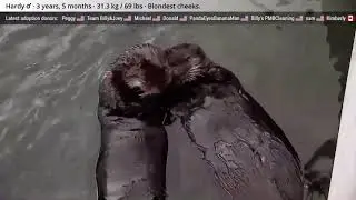 Sea Otter Tazlina Pulling Joey&rsquo;s Whiskers ラッコのタズリナ、同じくラッコのジョーイの髭をつかんで振り回す