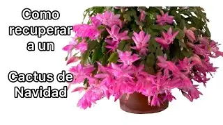 COMO RECUPERAR A UN CACTUS DE NAVIDAD Y TENDRÁS UNA INCREÍBLE FLORACIÓN