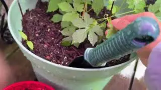 Update of my assorted pot gardening/ simple but Blessings.Thanks God.
