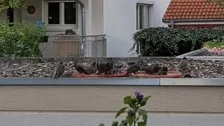 2024-08-02 - Vogeltr&auml;nke   Wellnesbad