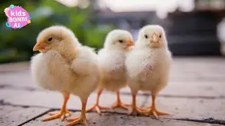 Little Chick&rsquo;s Adventure | Fun and Engaging Kids Song | Kids Bonbi Ai