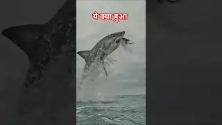 power of transformation🐳|| #shorts #fish #youtubevideo #cutefish