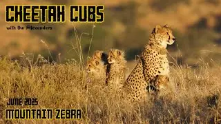 Cheetah Cubs in Mountain Zebra National Park - June 2025