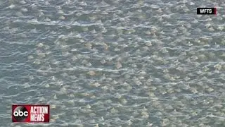 Stingray 'fever' spotted off Florida coast