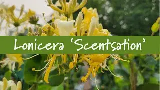 Lonicera 'Scentsation' at Prides Corner Farms