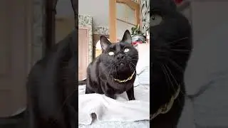 Безобразие!? 🤭🫣🤣 #shortvideo #cat #shots #catlover #животные #жиза #топ #мем #юмор#котики #кот #рек