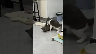 How fierce is cat fighting, #cat #cute #aiimages #boxing #shorts#funny #kitty