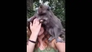 Bali Monkey Attack